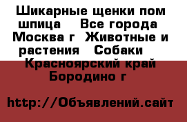 Шикарные щенки пом шпица  - Все города, Москва г. Животные и растения » Собаки   . Красноярский край,Бородино г.